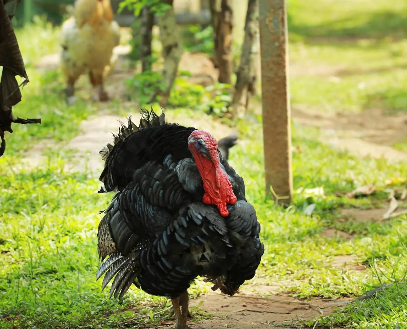 Agronest Farm & Resort By Teal Luxury Stay Wayanad 0*,
