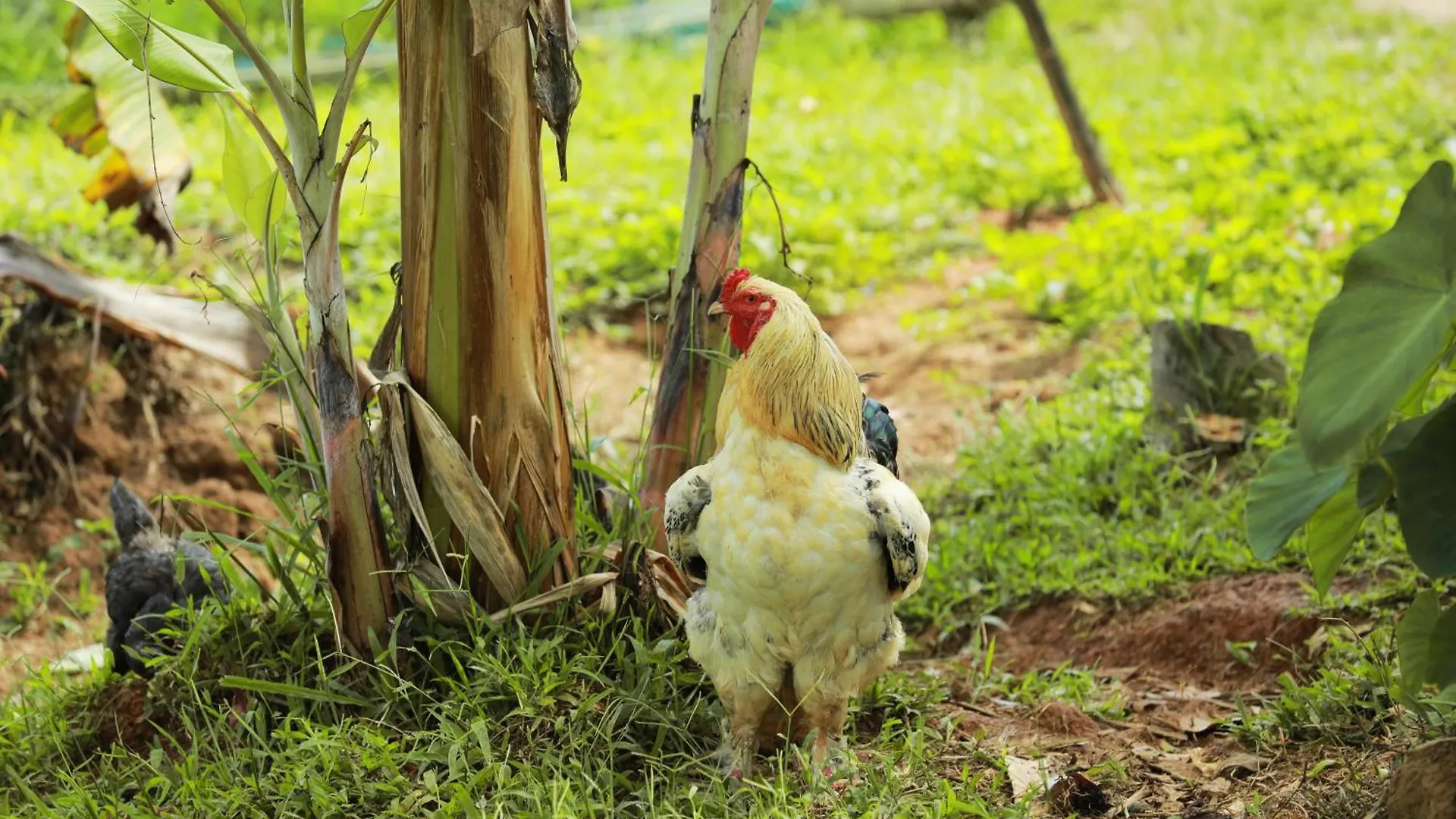 Agronest Farm & Resort By Teal Luxury Stay Wayanad 0*,  Indie