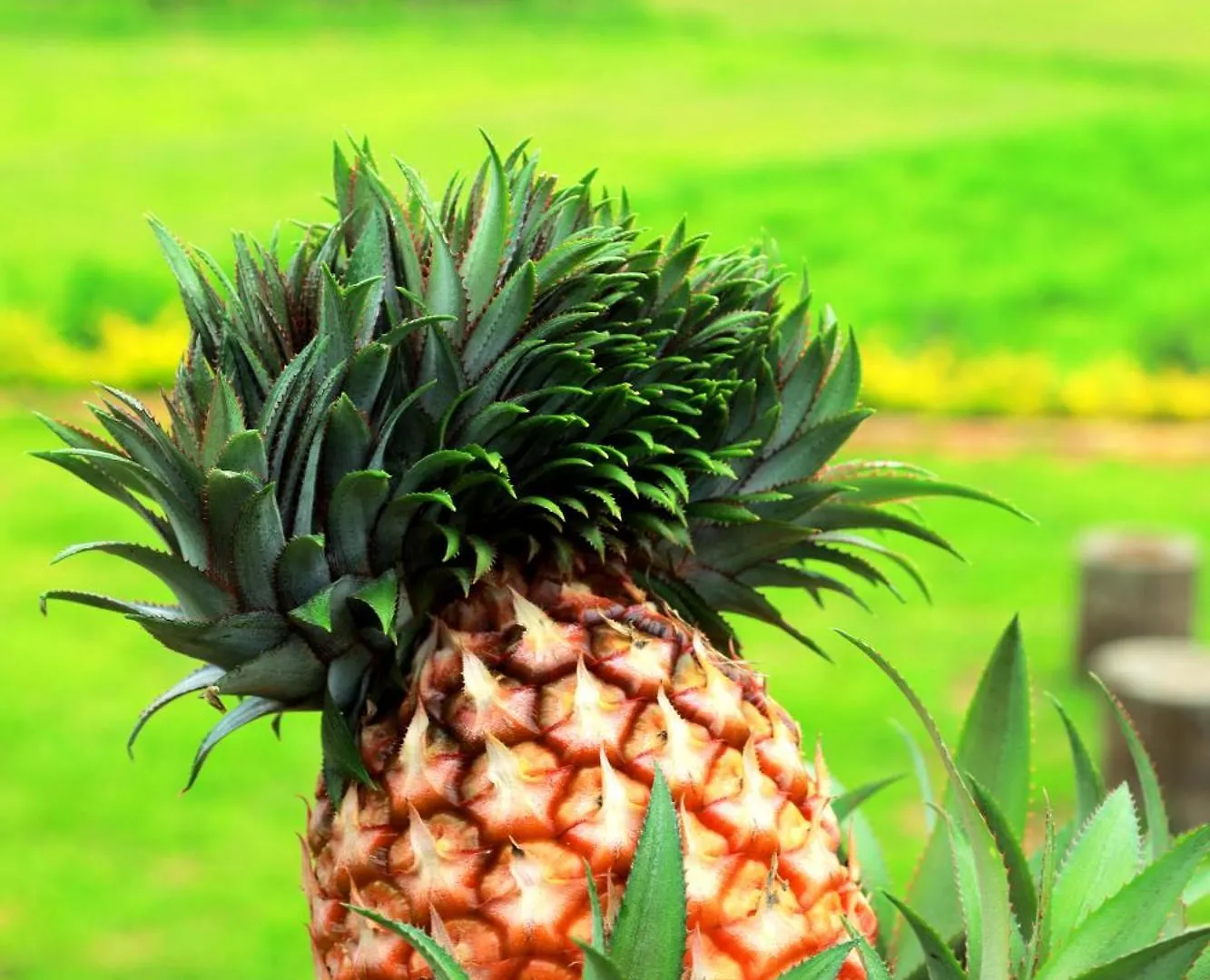 Farm stay Agronest Farm & Resort By Teal Luxury Stay Wayanad